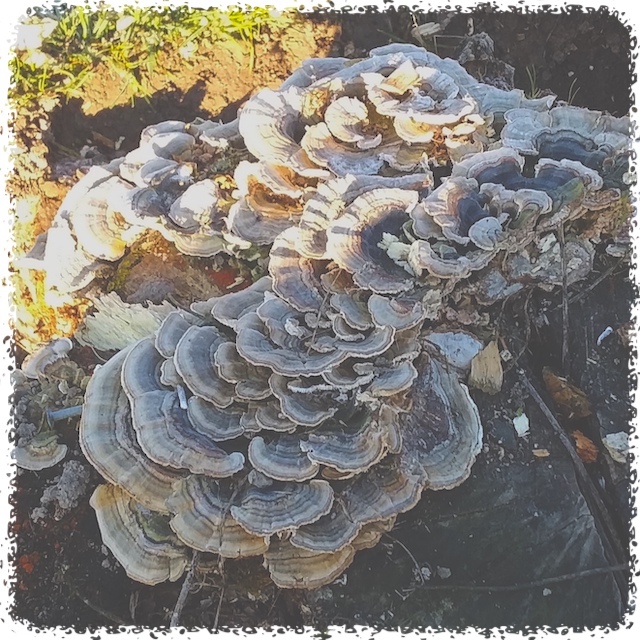 some sort of bracket fungus on a tree stump. Clear sunny morning