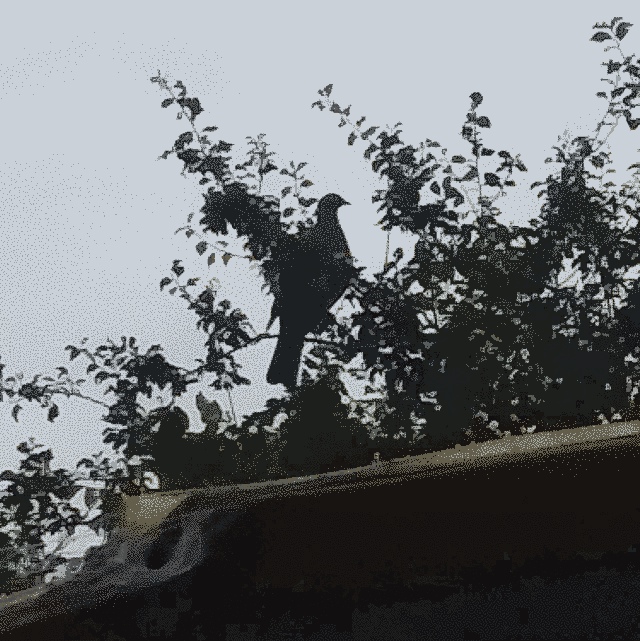 a kereru above the car port.